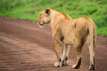 Closeup of lioness