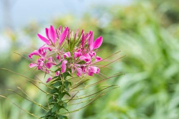 Flower background on a tropical Bali island, Indonesia. Very beautiful flower background in sunlight. Close up macro.