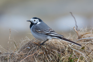 Songbird - White Wagtail Sitting on the Ground