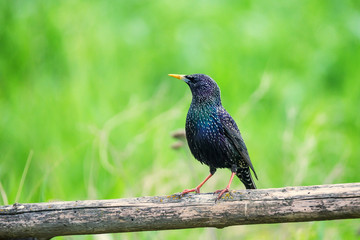 Beautiful glossy starling