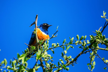 Superb starling or Lamprotornis superbus