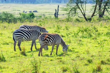 Fototapeta na wymiar Zebras grazing in savanna