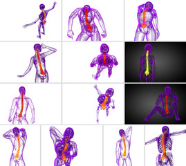 3d rendering medical illustration of the human spine