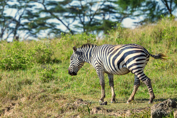 Fototapeta na wymiar Zebra grazing in savanna