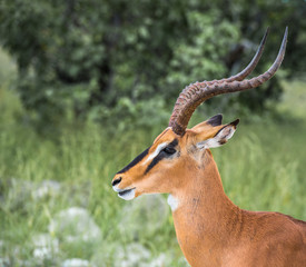 Black-faced impala in Etosha national park, Namibia