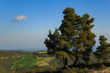 One huge tree is high in the mountains above a small white cloud against the sky and a plowed field.