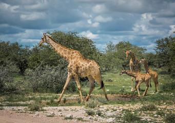 Naklejka na ściany i meble Giraffes in Etosha national park, Namibia
