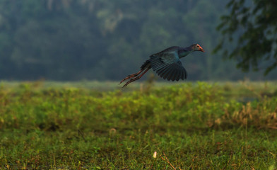 Purple Swamphen at flight