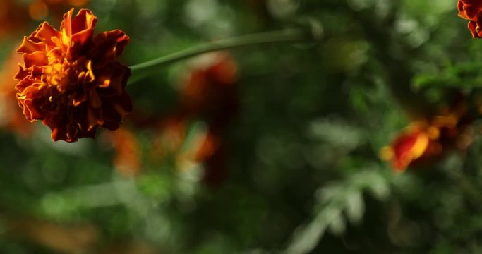 Micro shot of the Flowers