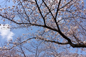 代々木公園の桜