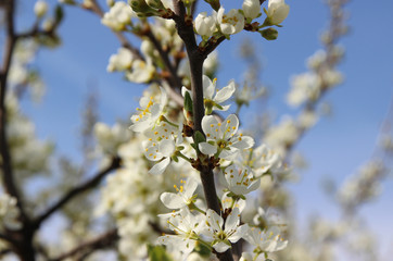 Flowering trees, fruit trees, flowers