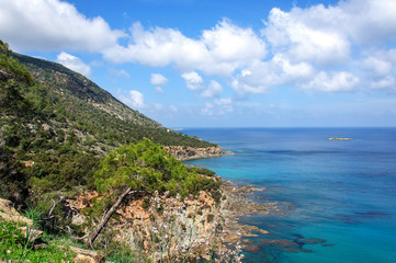 Fototapeta na wymiar Pine on background of the Mediterranean sea. Akamas. Cyprus