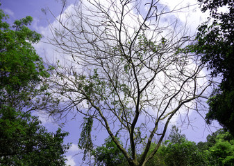 A branch of tree with blue sky and clouds