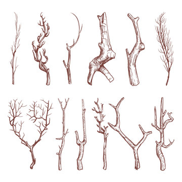 Sketch Wood Twigs, Broken Tree Branches Vector Set