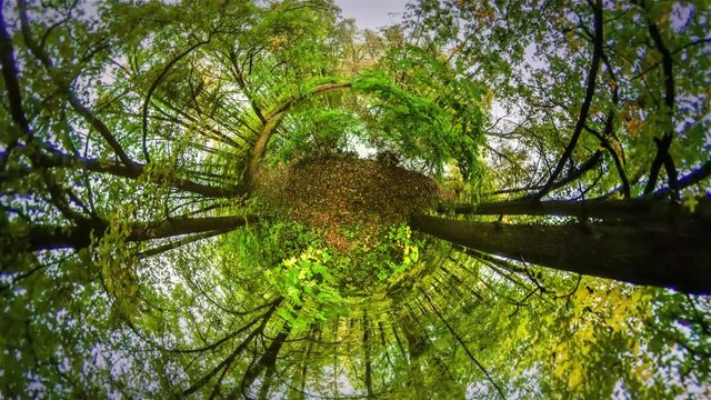 Walk Among Trees' Trunks Mini Planet 360 Degree Bark and Foliage Swamp in Park Walk in Forest Botanic Garden Fresh Air Breathing Recreation Tour to Opole