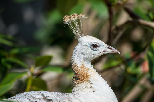 White peacock, Pavo cristatus, Indian peafowl, head