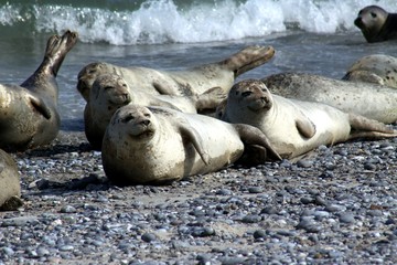 Fototapeta premium Seals at the Beach of Heligoland 