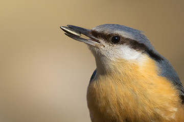 Nuthatch with birdseed in its beak