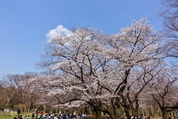 代々木公園の桜