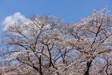 代々木公園の桜