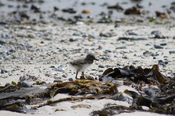 Small Oystercatcher chick