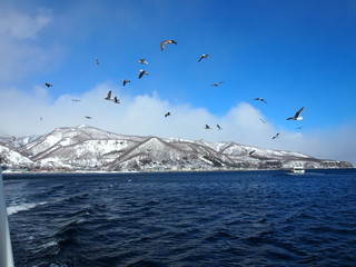 北海道の流氷と大鷲 © Yomogi