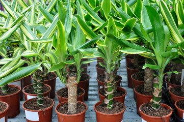 Many pots with green seedlings of dracaena, closeup.