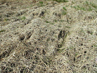 放置された河川敷の枯れ草