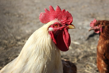 rustic white cock on the walk