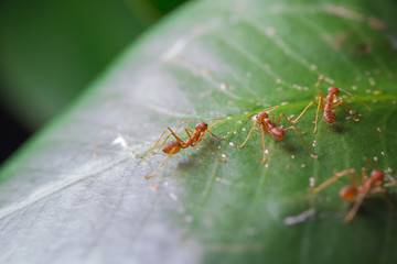 Ants walk on the leaf. Ant