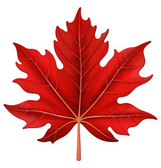 Red maple leaf. Vector illustration.
