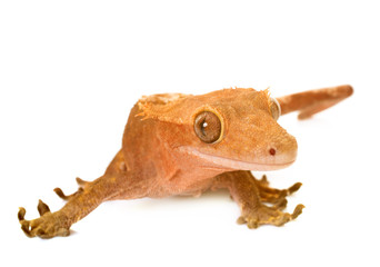 Fototapeta premium Crested gecko in studio
