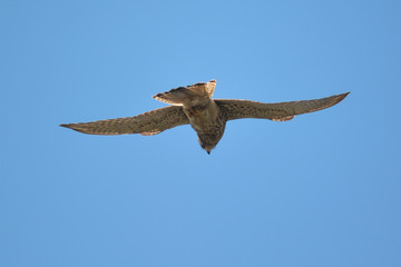 gheppio (Falco tinnunculus) in volo librato