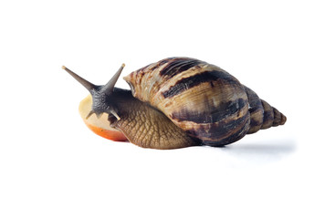 Isolated snail Achatina fulica on a white background
