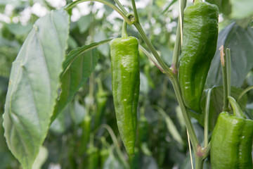 Tasty organic sweet paprika growth in big Dutch greenhouse, everyday harvest.