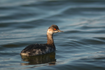 Svasso piccolo (Podiceps nigricollis) - ritratto
