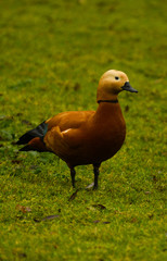 Ruddy shelduck