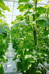 Tasty organic green cucumbers growth in big Dutch greenhouse, everyday harvest
