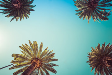 Beverly Hills Los Angeles Rodeo Palm Trees	Beverly Hills Los Angeles Palm Trees off Rodeo Drive -...
