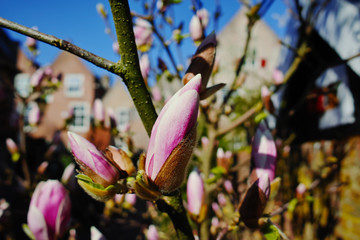 Spring blossom pink Magnolia stellata with big flowers