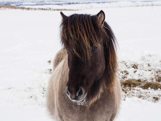 Charming Icelandic horses in snow field, winter time.