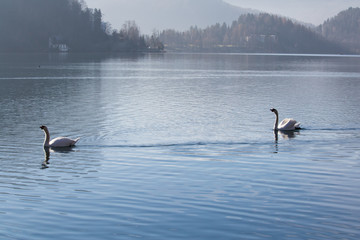 two beautiful white swans swimming and dancing on beautiful scenic lake bled surrounded by julian alps, bled, slovenia