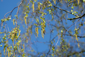 Seasonal allergy - birch tree blossom, pollen