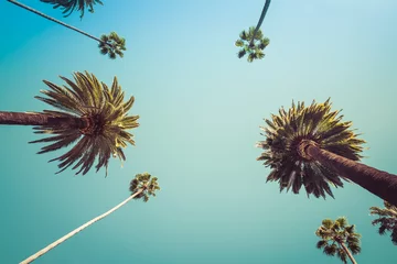 Fotobehang Rodeo Drive Beverly Hills palmbomen. Beverly Hills Los Angeles Palm Trees bij Rodeo Drive - Standpuntfoto van beroemdhedenstraat in Beverly Hills. © veeterzy