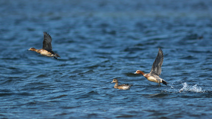 Fischioni (Anas penelope) in decollo sull'acqua