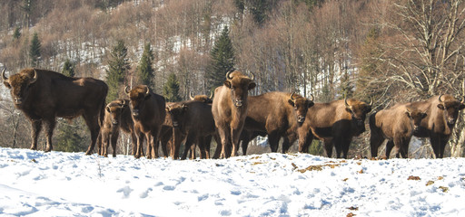 European bison winter in nature environment. A herd of European bison in winter nature