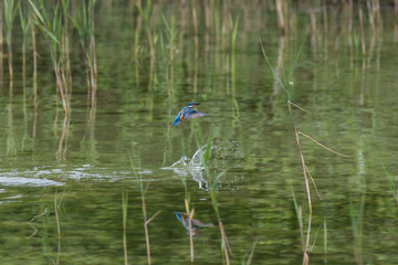 Eisvogel