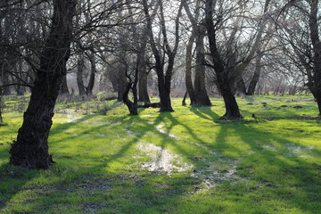 Glade in the forest after rain with green grass and trees in early spring