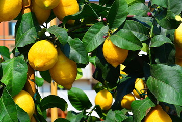 Lemon plant with ripe fruit.