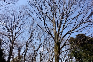 早春の代々木公園